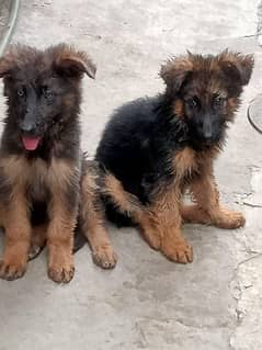 Double coat german shepherd puppies