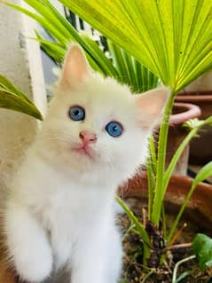 doll face persion kitten healthy and active