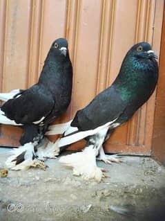 ghubara pigeon pair for sale