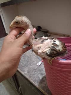 Aseel healthy and quality chick for sale