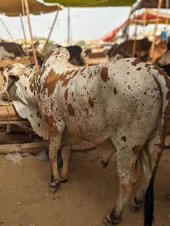 Cow | Bull | bachra | Desi bachra for Qurbani 2024