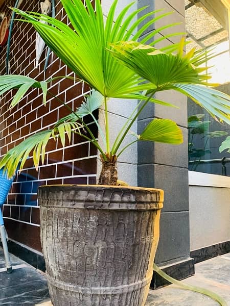 FAN palm bonsai plant 0