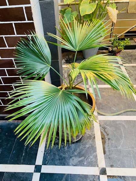 FAN palm bonsai plant 1