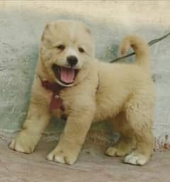 white bakarwal male security dog 2 month for sale