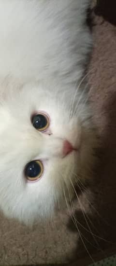 Male and Female Persian Cats for Sale