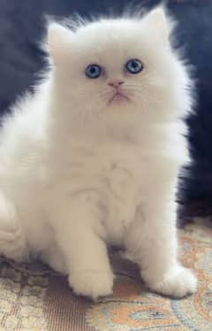 persian female cats white colour