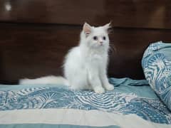 Persian Cat / White Cat / Persian Triple Coated/Kitten