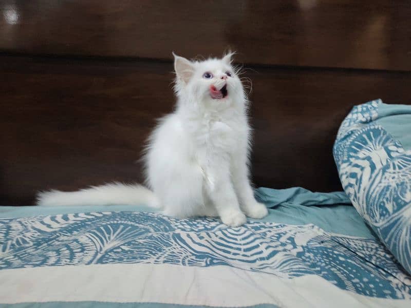 Persian Cat / White Cat / Persian Triple Coated/Kitten 1