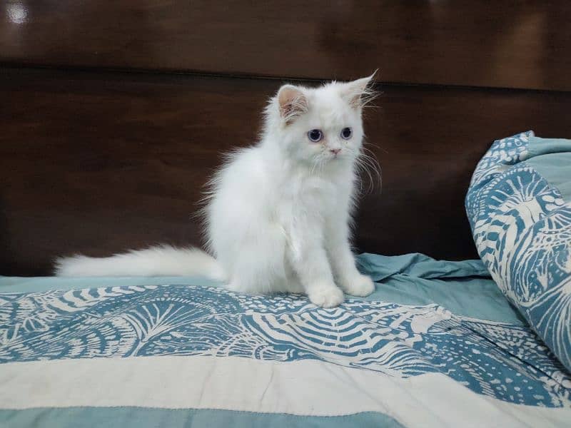 Persian Cat / White Cat / Persian Triple Coated/Kitten 2