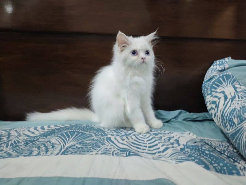Persian Cat / White Cat / Persian Triple Coated/Kitten 3