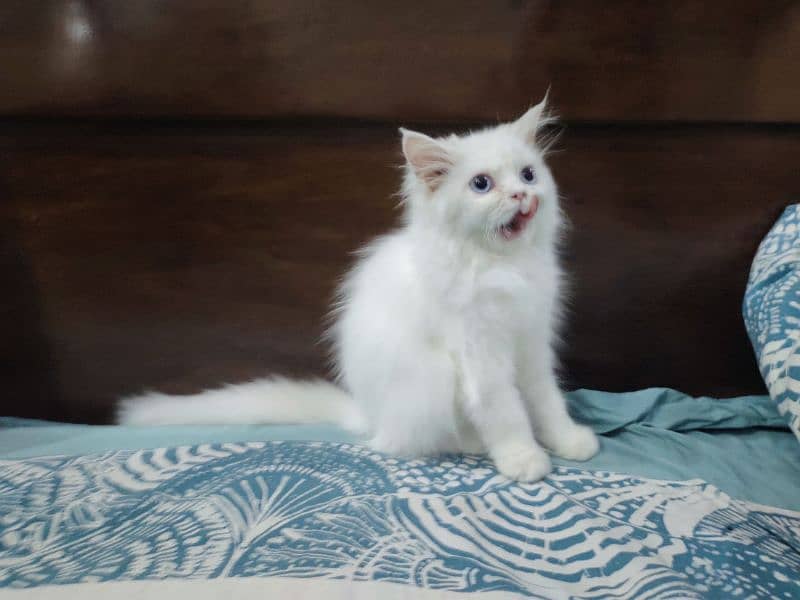 Persian Cat / White Cat / Persian Triple Coated/Kitten 4