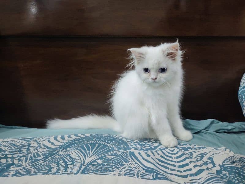 Persian Cat / White Cat / Persian Triple Coated/Kitten 5