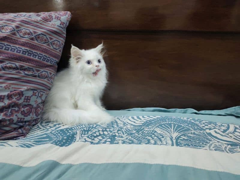 Persian Cat / White Cat / Persian Triple Coated/Kitten 6