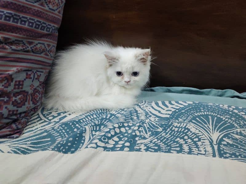 Persian Cat / White Cat / Persian Triple Coated/Kitten 7