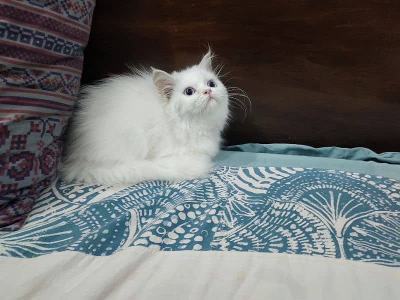 Persian Cat / White Cat / Persian Triple Coated/Kitten 8