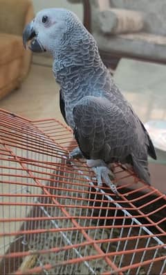 African Grey Parrot Male