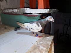 pigeon for sale/ kabotar for sale