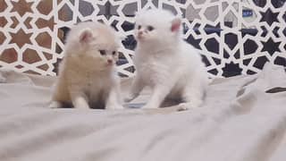 Persian cat pair in 12000