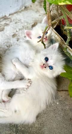 Odd Eyes Kitten