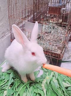 4 months old healthy rabbit for sale