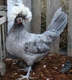 Blue , golden and silver buff Polish chick's available