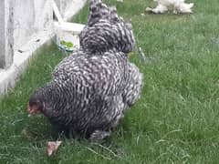 coco Brahma females for sale eggs laying 03358389811