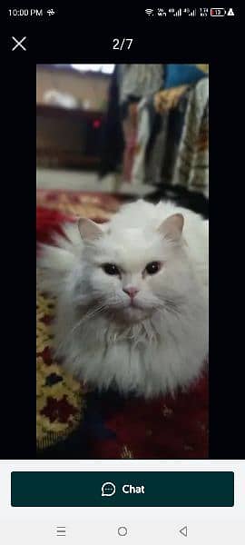 persian cats and kittens for sale 2
