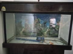 fish Aquarian/tank