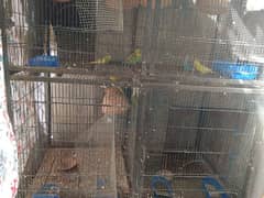 full setup of budgies with cage