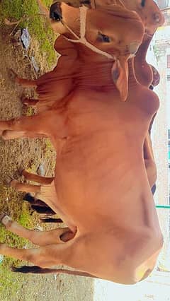 4 maan ka bull for qurbani golden color shah kattle farm