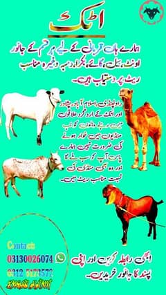 Animals/janwar/cow/bulls/goats/camels/qurbanijanwar