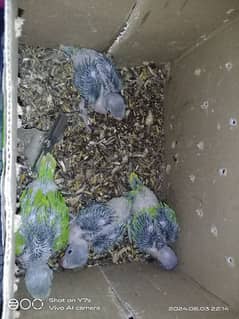 Green ring neck chicks available hai
