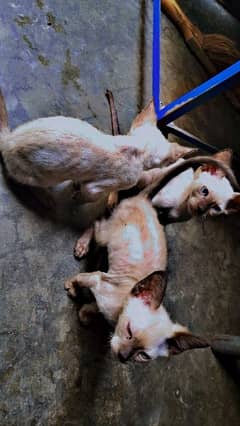 3 baby cats with mom sale so lovely nd caring 03064412595
