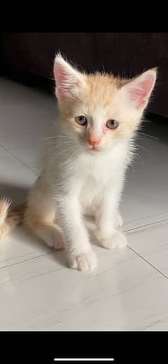 male kitten for adoption
