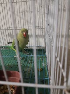 Green Ringneck Male Rs. 5000