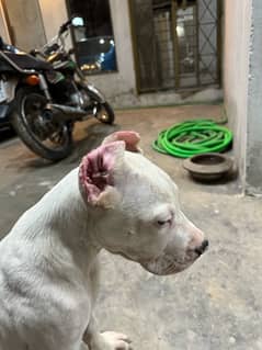 Dogo argentino male puppy heavy bone structure  imported quality