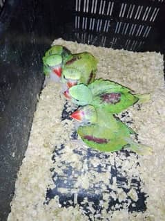 raw parrot chicks urgent sale 03086272747