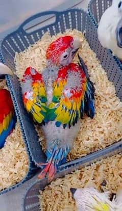 macaw parrot chicks urgent sale 03086272747