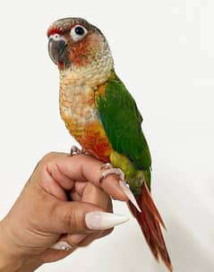 Yellow sided conure Bird/Parrot