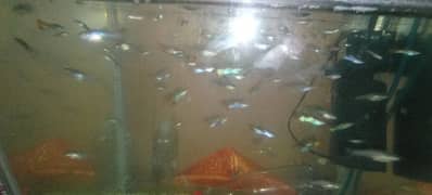 Guppy fish Adult Size and fry (Breeders)