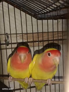 Common Rationo Red Eyes Breeder pair