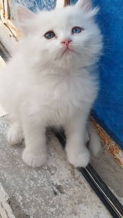 persian kitten.
