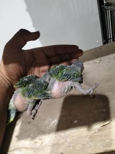 Home Breed Green Ringneck chicks