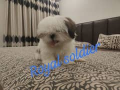 Shih Tzu breed name Coco age 2 months and 23 days