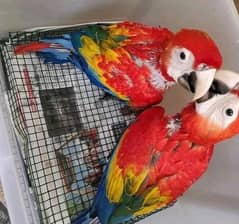 Red Macaw parrot 03257489749