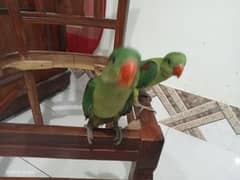 green parrot ringneck