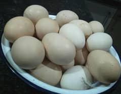 Mianwali xava aseel desi fertile and edible eggs