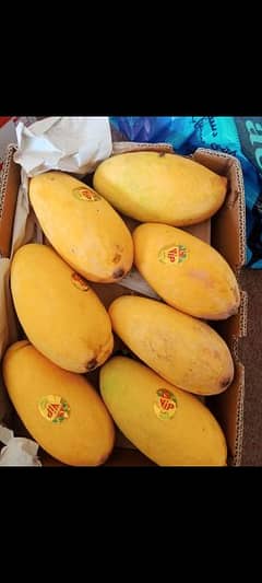 40% Off Premium Mangoes - Bulk, Export & Gift Packs Available!