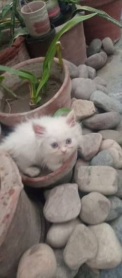triple coated white kitten for sale age 2 months doll face cat.