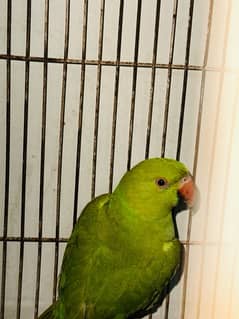 babby parrot for sale